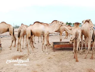  8 Camels barka