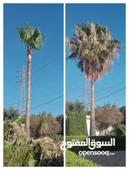  14 فني أشجار النخيل