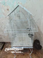  3 ببغاء كوكاتو جوفن