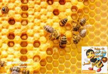  24 للبيع أجود منتجات العسل بالبريمي مقابل وكالة تويوتا بالقرب من منفذ حماسة / الامارات