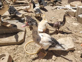  3 بطط مرتب لحم خرافي لانه مهتمين بغذائه يوجد أحجام مختلفه + يوجد حجل لحم مرتب + بيض بط+ بيض حجل