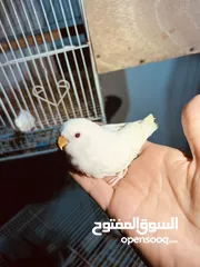  1 Love birds albino with check ليفبرد البينو منت تحت فروخ