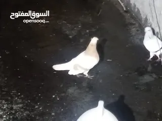  26 حمام للبيع