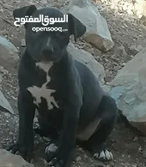  1 متاح   اناثي بيتبول بلاك من أجمل المستويات دم نار