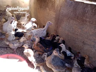  2 صيصان للبيع