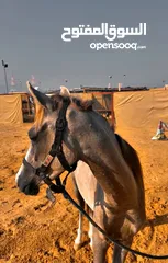  1 خيل بدون جواز