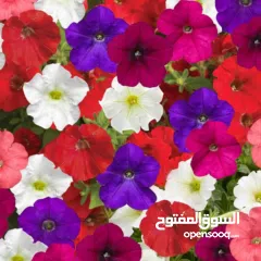  2 شقة سكنية في بيتونيا للموظفات او للعائلات او لطالبات الجامعات