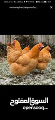  5 مطلوب دجاج من نفس النوع الظاهر بل صورة للتواصل عل خاص _________________________