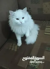  1 الي عندا قطه او قط عشان اتبناها