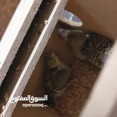  8 بسمله الرحمان الرحيم زوج تحتيهن ثلث فراخ   ويجي معهن ثلاثت أناث واحد ذكر بصلاة على النبي