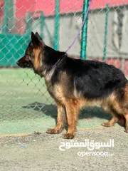 9 German shepherd