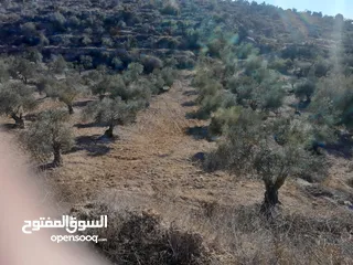  5 ارض مزروعة زيتون