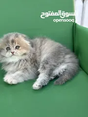  17 ماشاء الله قطط سكوتش فولد احجام ممتازه وصحه كويسه شاهد الوصف كامل