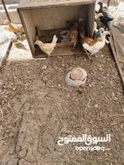 1 للبيع دجاج عماني عبري