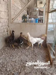  6 دجاج عرب للبيع