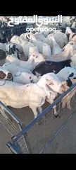  3 اغنام سواكني ابيض سعر جملة
