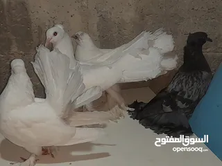  1 حمام هزاز للببع