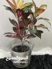  4 نباتات داخلية طبيعية