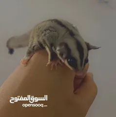  1 شوقر قلايدر