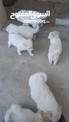  7 Pure white Loulou puppies for sale-3 months old- /puppy