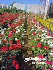  20 أشجار زينه - ورود - جميع الأصناف متوفره ( محلي - مستورد )