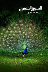  1 ملك طيور الزينة للبيع طاووس هندي بـ سعر مغري