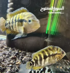  7 سمك زينة مفترس للبيع (كوم كامل أو نص الكوم)