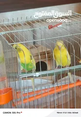  2 طيور حب مع فراخ عدد 2 للبيع بحاله ممتازه