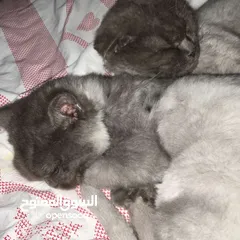  3 قطط  ذكور  العمر ست شهور