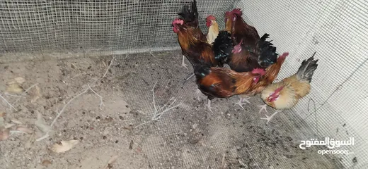  10 Gulf Cemani Chicken Farm