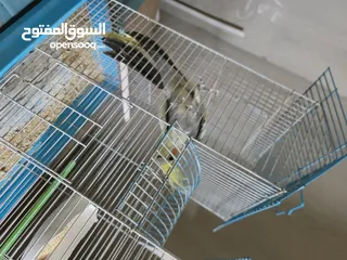  1 فحل كوكيتل محجل & فحل كنار شغالات 100% للبدل على درة او جرين شيك اليف