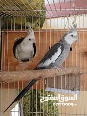  3 Cocktail breeding pair for sale