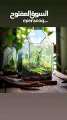  9 Moss walls for houses and office + Gallery 1 art work