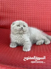  11 مجموعة قطط سكوتش فولد وستريت كل اشي الو سعر