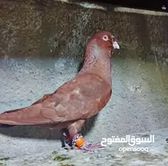  3 بسم الله الرحمن الرحيم   متاح بالصلاة على النبي   مسود قراقطه شامي   مطوق احمر   مطوق اسود   عنابي ا