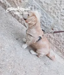  1 كلب كوكر سبانييل انثى عمرها 6أشهر لعوبة ذكية كيووووت لونها كابتشينو حلوووو حجم ميني للبيع