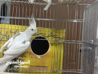  5 كوكتيل فالو وايت فيس