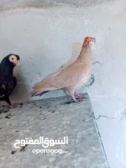  11 جواز نخب اول