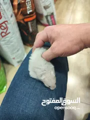  5 هامستر مطعم انتاج مزارع وبر خفيف