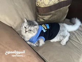  4 قطه ذكر 