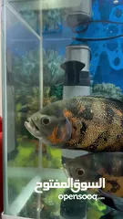  7 Oscar fish