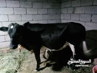  4 اجره ولا بطن مال جني