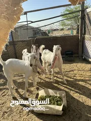  2 ماعز للبيع