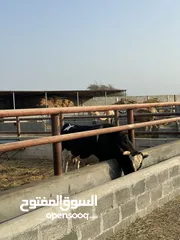  14 أبقار بأسعار مناسبة ومختلفه لكل وحده بولاية صحم
