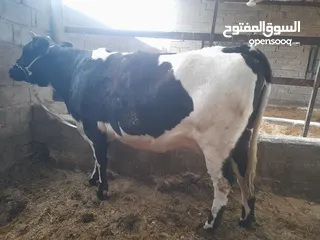  3 بجرة استرالية عليها سابع للبيع ب اربعة ملايين وربع