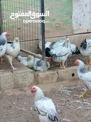  1 دجاج سايكس إنجليزي