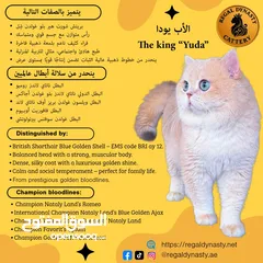  25 High-level British Shorthair kittens with pedigree