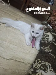  4 قط للبيع لعوب وحنون
