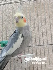  3 جوز كوكتيل للبيع