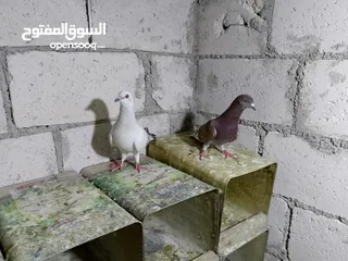  7 جواز حمام شغلات ميه بل ميه